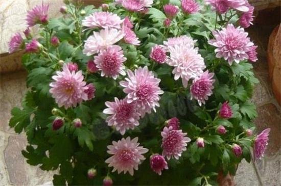  墨菊盆栽观赏 _菊花品种 白菊药用效果 _菊花茶有虫子