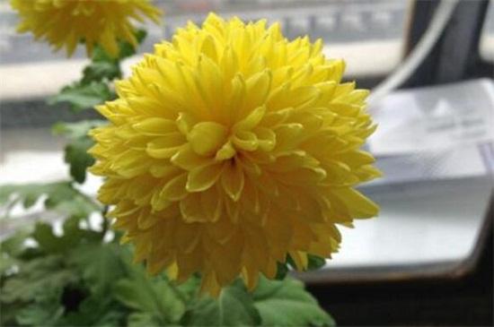 菊花品种 白菊药用效果 _菊花茶有虫子_ 墨菊盆栽观赏 