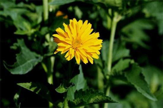  墨菊盆栽观赏 _菊花品种 白菊药用效果 _菊花茶有虫子