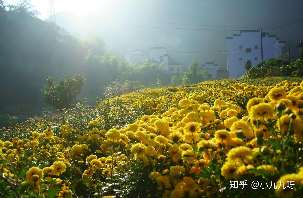 菊花茶功效与作用_菊花茶分类_菊花茶有虫子