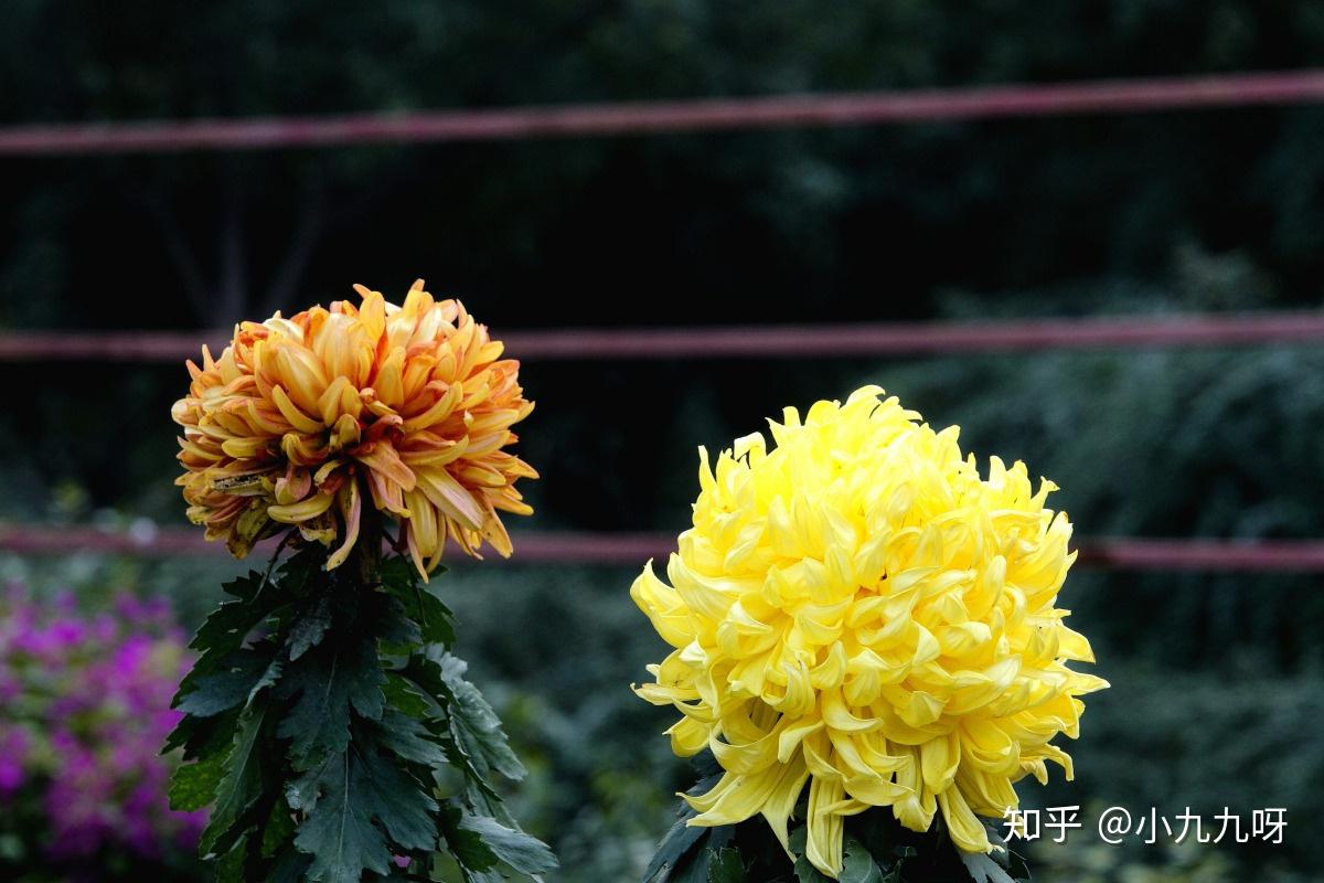 菊花茶功效与作用_菊花茶有虫子_菊花茶分类