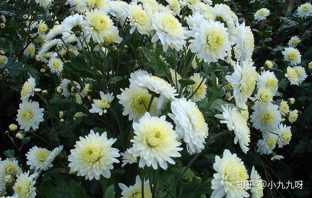 菊花茶功效与作用_菊花茶分类_菊花茶有虫子