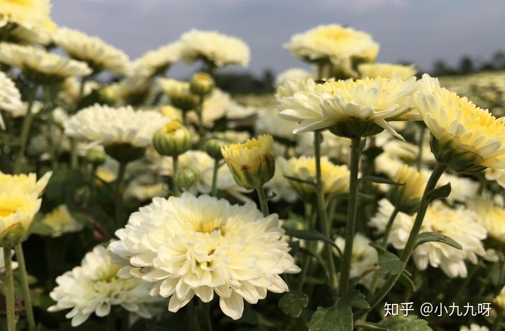 菊花茶分类_菊花茶有虫子_菊花茶功效与作用