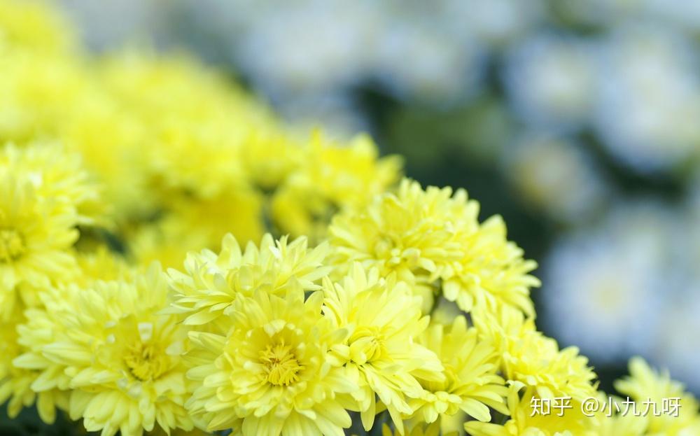 菊花茶分类_菊花茶功效与作用_菊花茶有虫子
