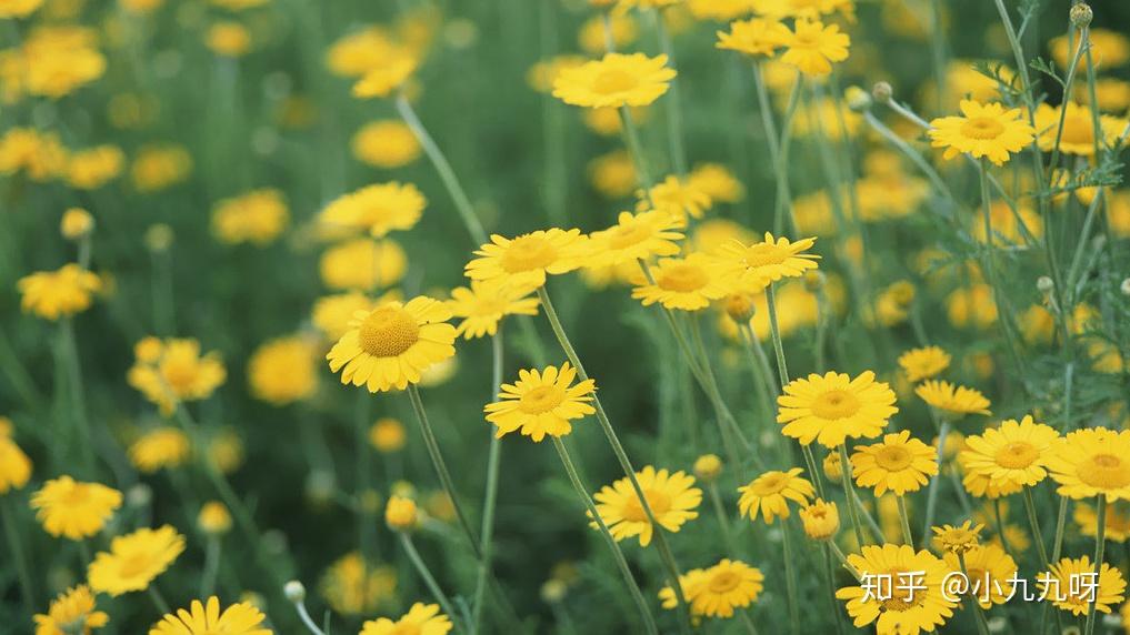 菊花茶分类_菊花茶功效与作用_菊花茶有虫子