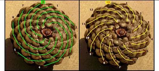 斐波那契数列生活中的例子_斐波那契数列生活应用_斐波那契数列生活中有哪些应用