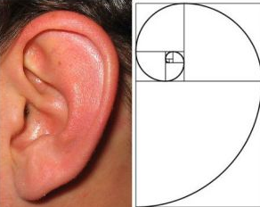 斐波那契数列生活应用_斐波那契数列生活中的例子_斐波那契数列生活中有哪些应用