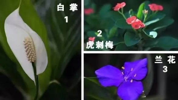 斐波那契数列生活中有哪些应用_斐波那契数列生活应用_斐波那契数列生活中的例子