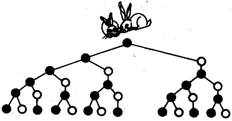 斐波那契数列生活应用_斐波那契数列生活中有哪些应用_斐波那契数列生活中的例子