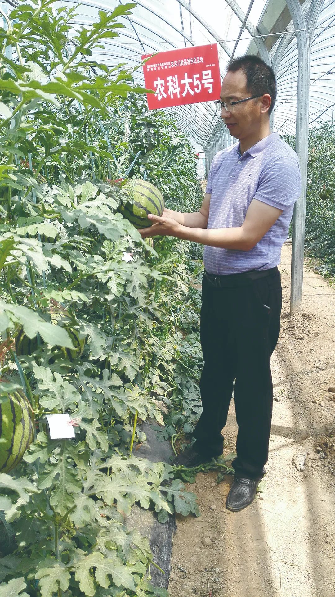 他是西甜瓜首席专家，现在却不敢去村里了