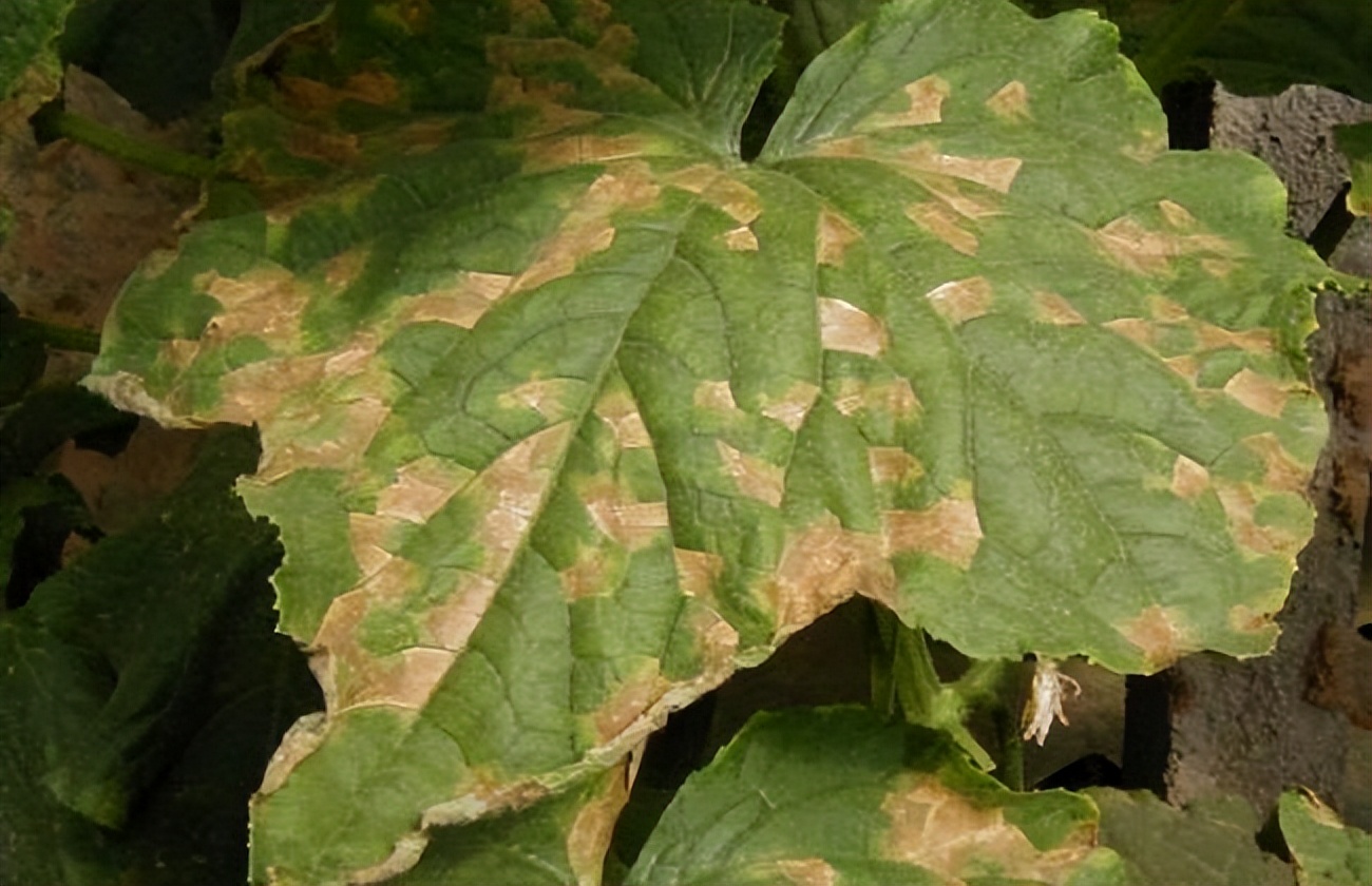 西瓜细菌性果斑病图片_细菌性病害类型特点危害_番茄细菌性条斑病黄瓜细菌性角斑病