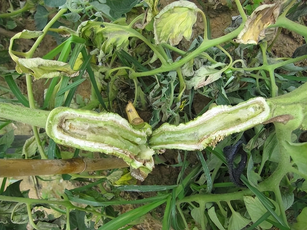 番茄细菌性条斑病黄瓜细菌性角斑病_西瓜细菌性果斑病图片_细菌性病害类型特点危害