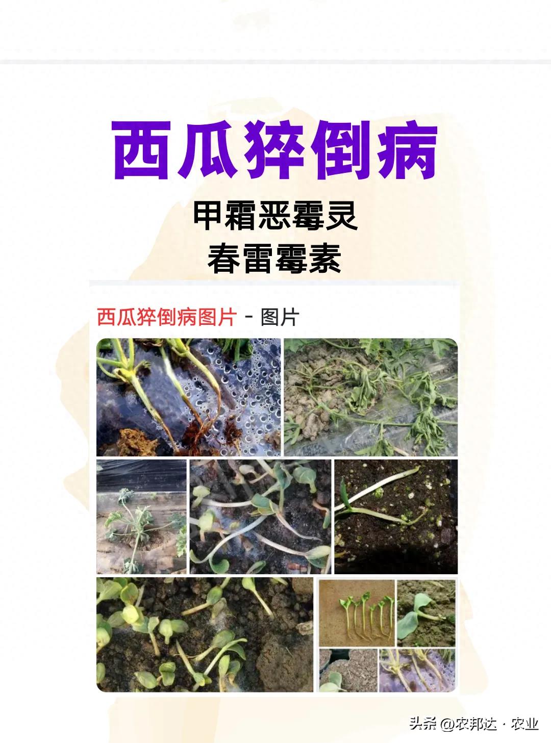 一览西瓜作物病害图解