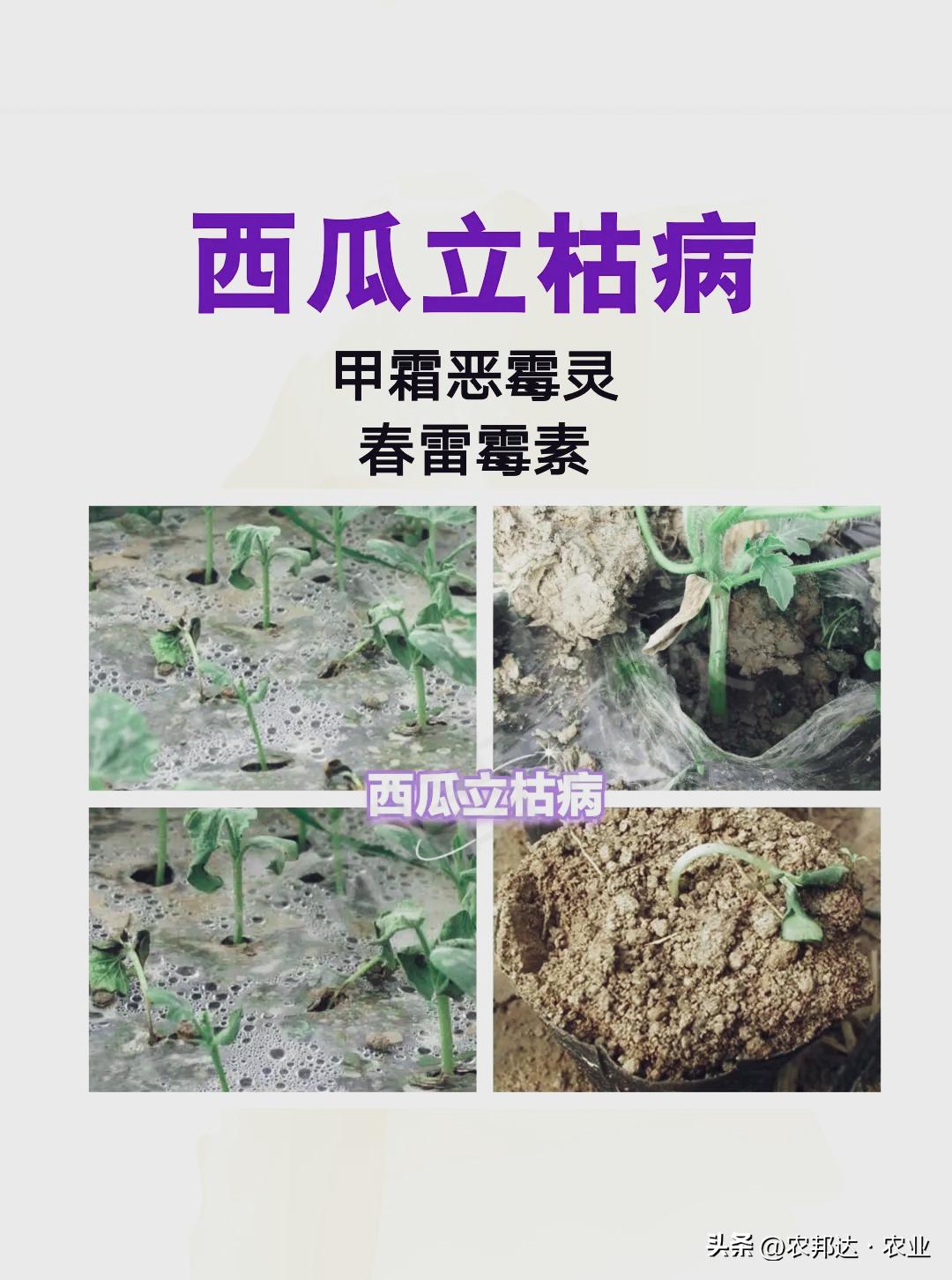 西瓜常见病害症状_西瓜细菌性果斑病图片_西瓜猝倒病和立枯病区别