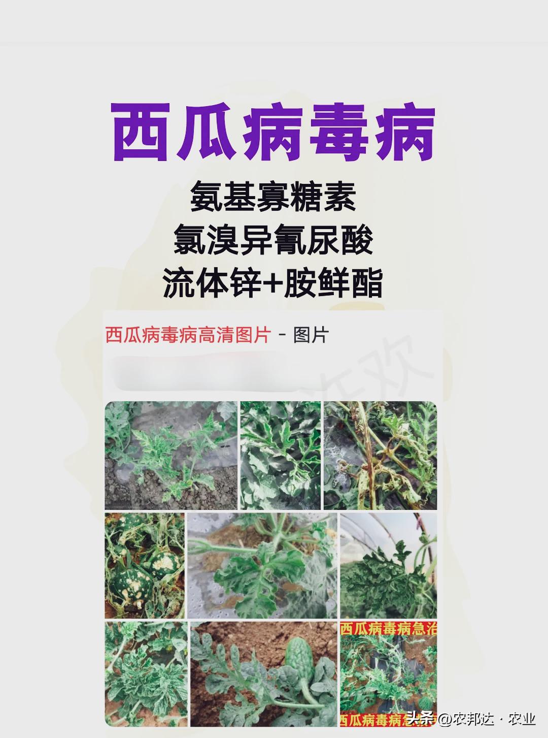 西瓜常见病害症状_西瓜细菌性果斑病图片_西瓜猝倒病和立枯病区别
