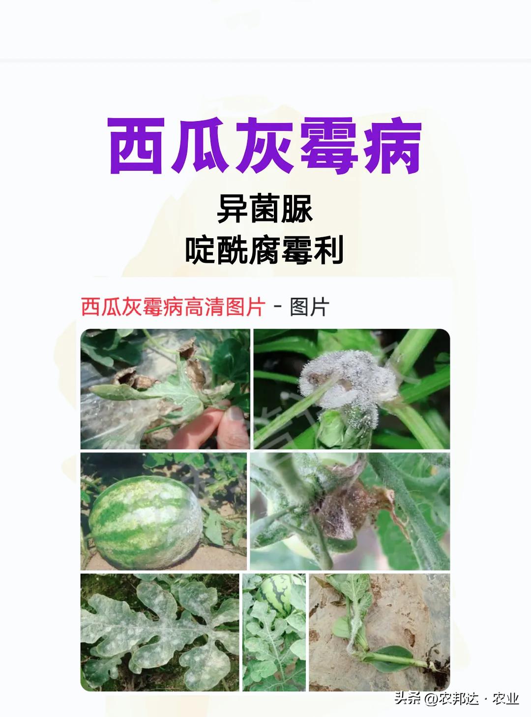 西瓜细菌性果斑病图片_西瓜猝倒病和立枯病区别_西瓜常见病害症状