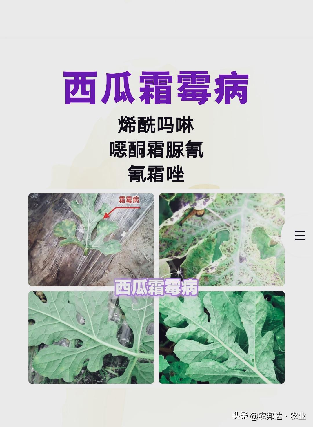 西瓜猝倒病和立枯病区别_西瓜常见病害症状_西瓜细菌性果斑病图片
