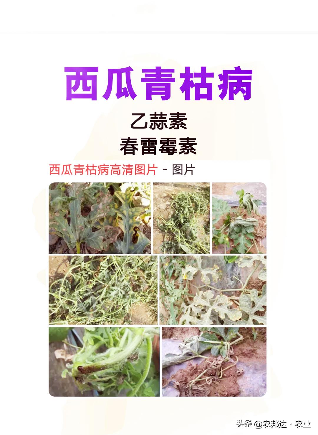 西瓜猝倒病和立枯病区别_西瓜细菌性果斑病图片_西瓜常见病害症状