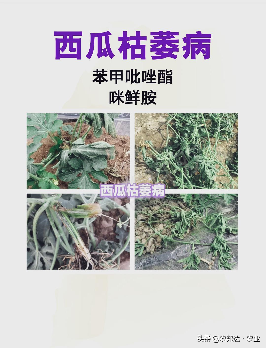 西瓜细菌性果斑病图片_西瓜常见病害症状_西瓜猝倒病和立枯病区别