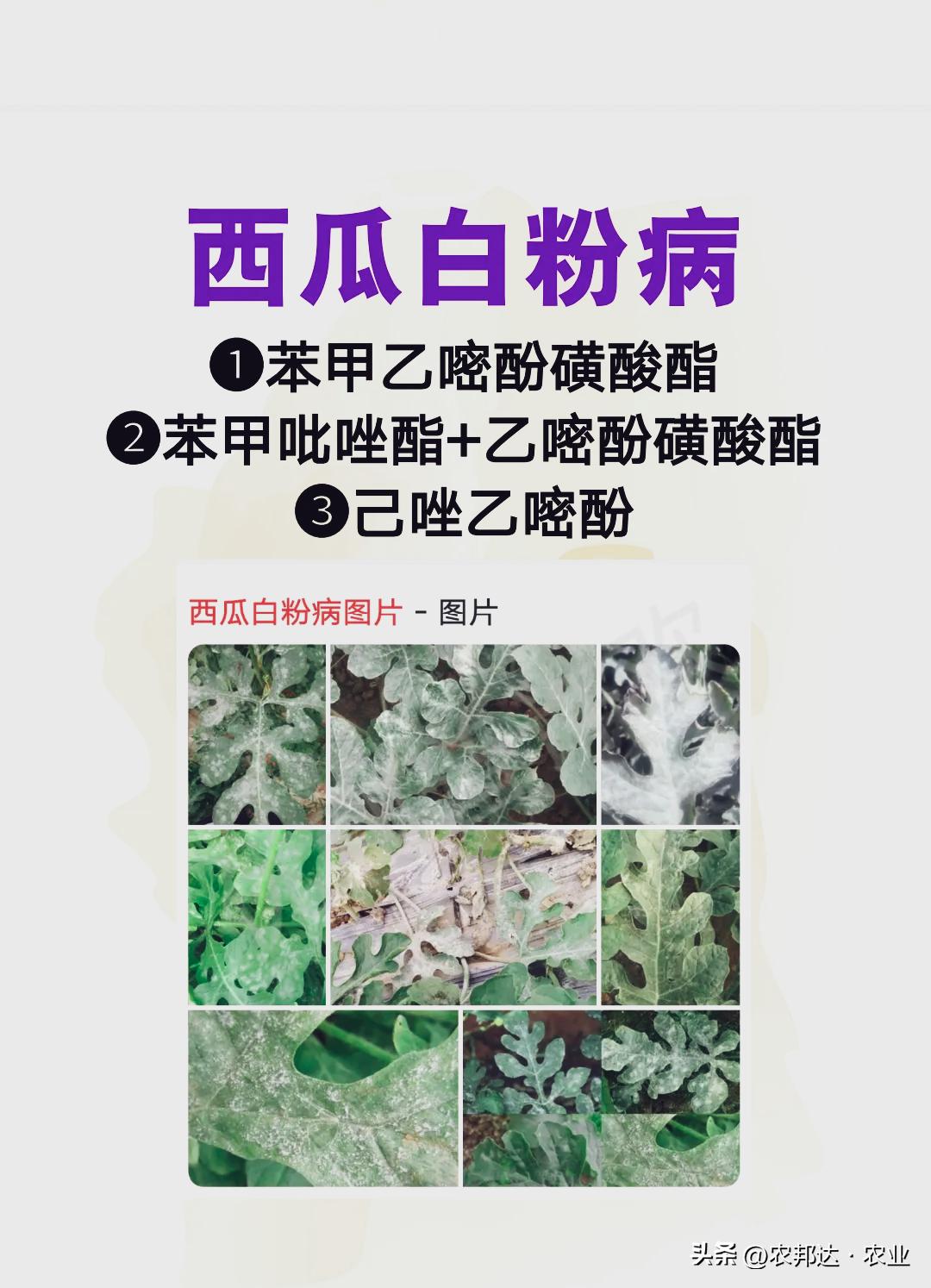 西瓜细菌性果斑病图片_西瓜猝倒病和立枯病区别_西瓜常见病害症状