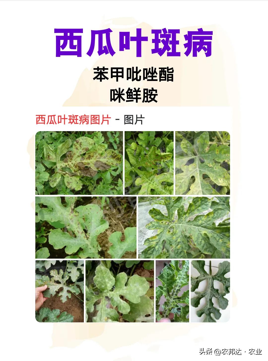 西瓜常见病害症状_西瓜猝倒病和立枯病区别_西瓜细菌性果斑病图片