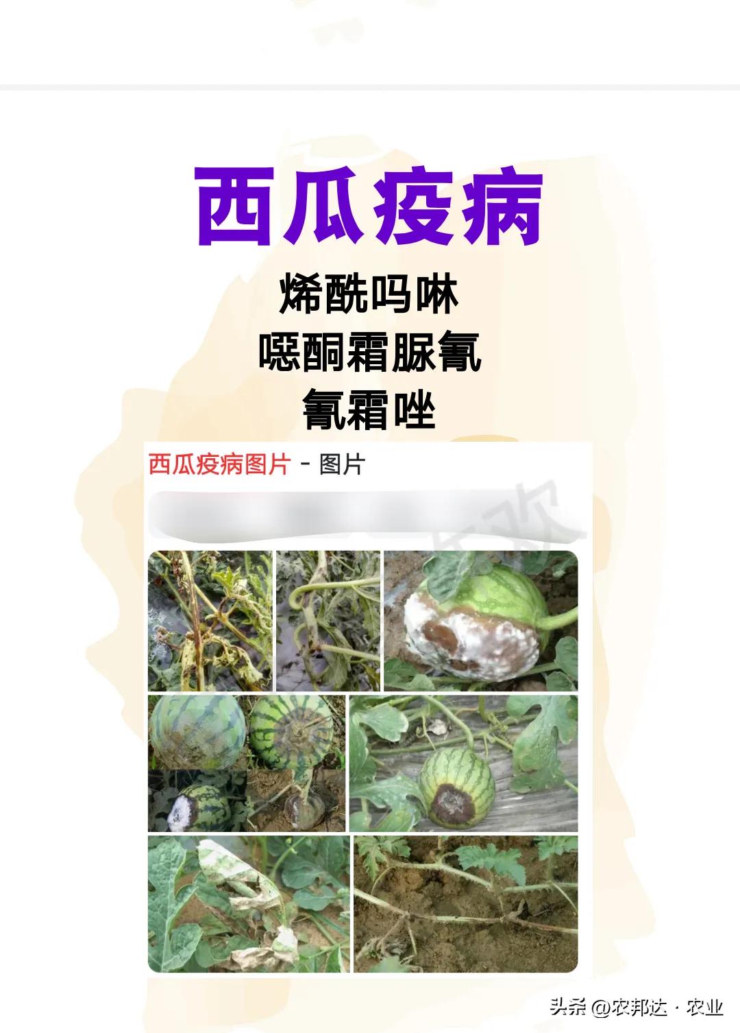 西瓜细菌性果斑病图片_西瓜常见病害症状_西瓜猝倒病和立枯病区别