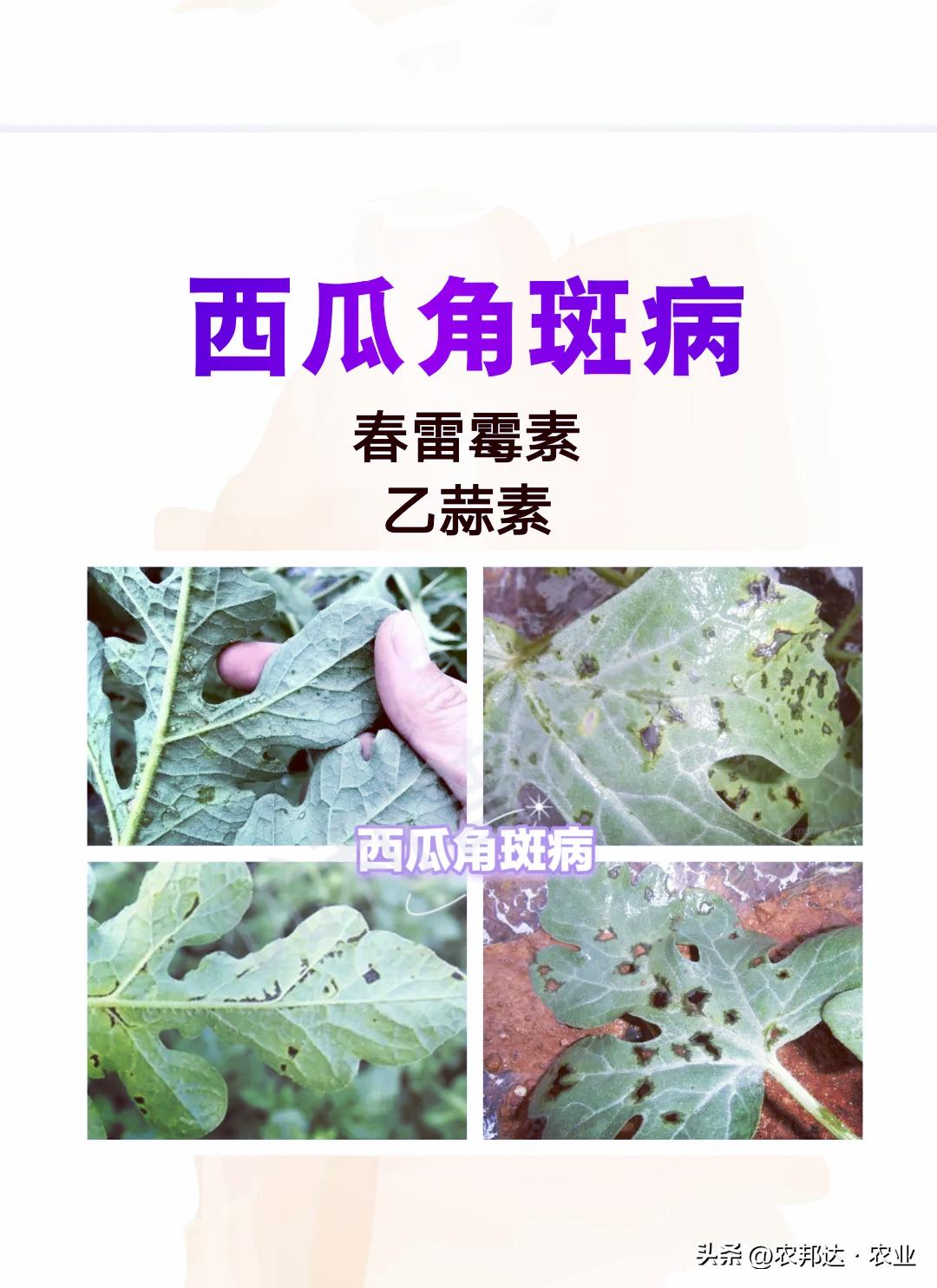 西瓜猝倒病和立枯病区别_西瓜常见病害症状_西瓜细菌性果斑病图片