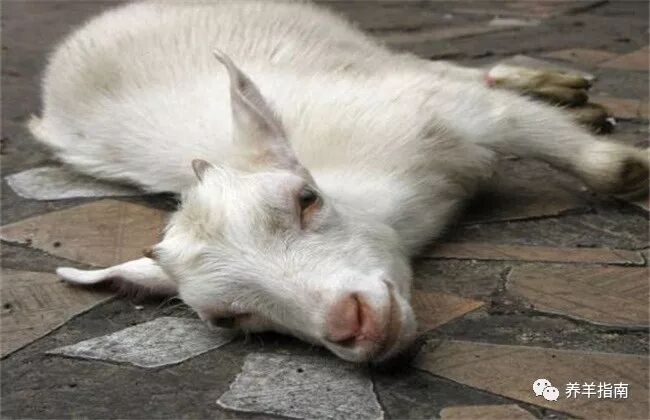 pg下载麻将胡了 十四条羊常见传染病防治方法！（精华篇）