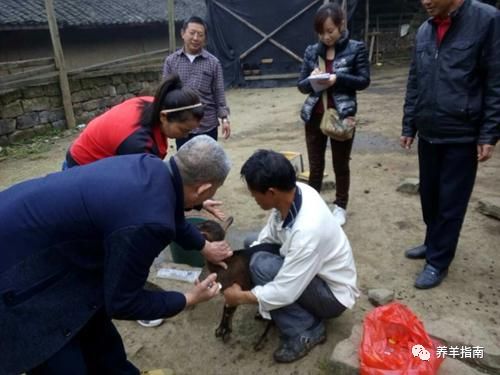 传染性胸膜肺炎_病羊羊痘_羊痘防制