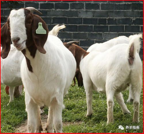 羊痘防制_传染性胸膜肺炎_病羊羊痘