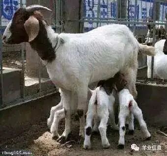 病羊羊痘_羊羔防疫程序_养羊免疫程序规范