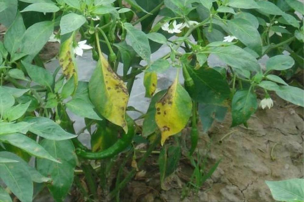 农作物细菌性病害识别_常见作物细菌性病害种类_西瓜细菌性果斑病图片