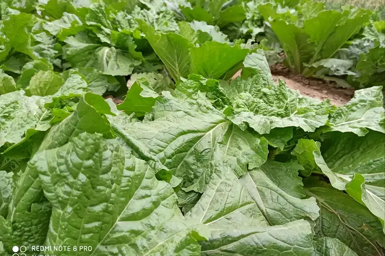 农作物细菌性病害识别_常见作物细菌性病害种类_西瓜细菌性果斑病图片