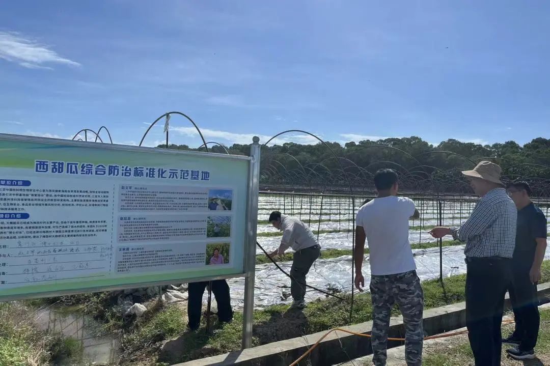 博士村长赵文军团队_西瓜细菌性果斑病图片_西甜瓜综合防治标准化示范基地