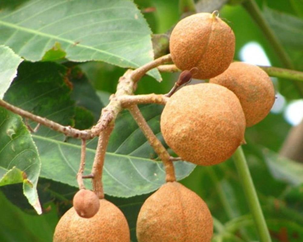 菊花病虫害图片_识别马栗与栗子的区别_菊潜叶蝇防治方法