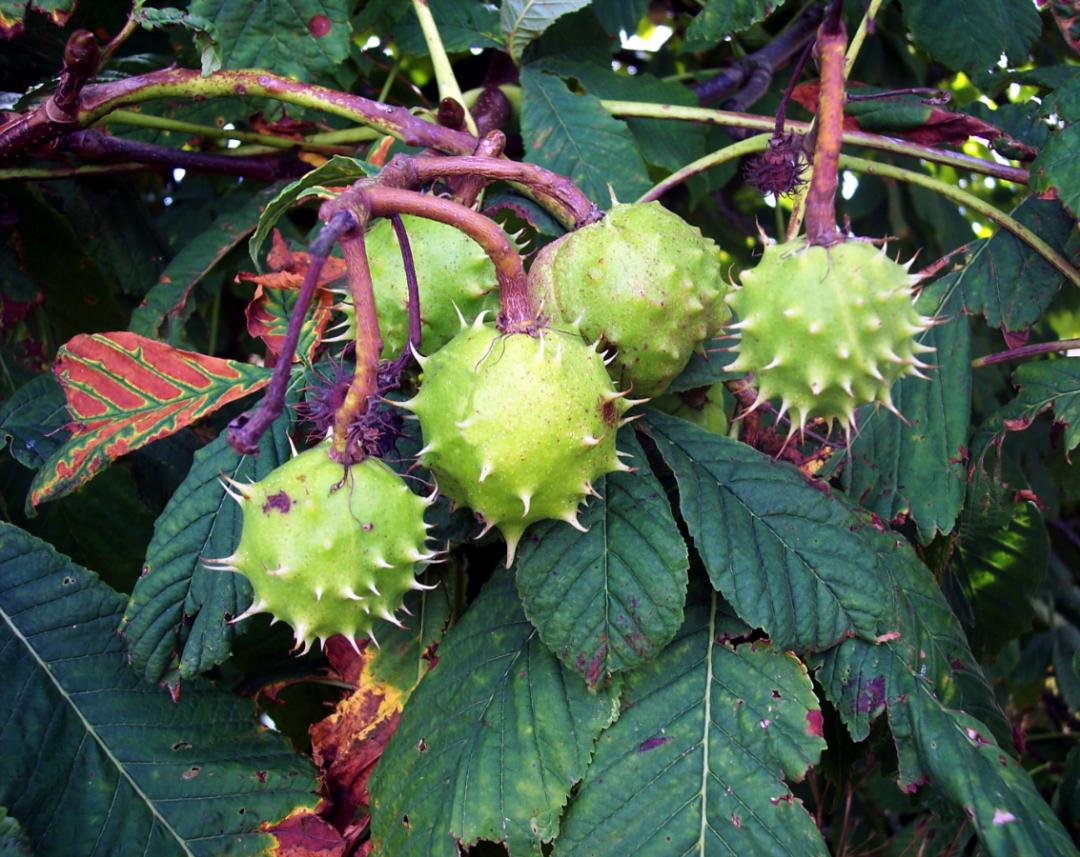 菊花病虫害图片_菊潜叶蝇防治方法_识别马栗与栗子的区别