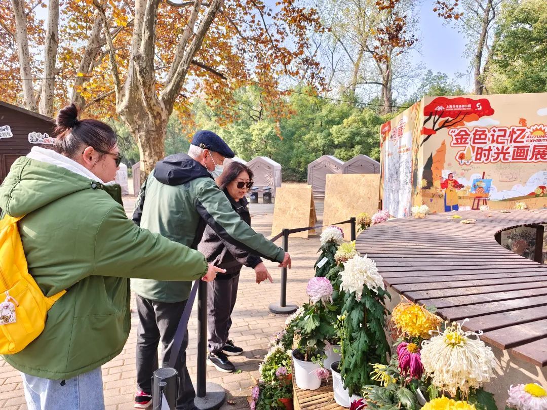 名菊归家 冬季养护 菊花扦插繁殖_菊花病虫害图片