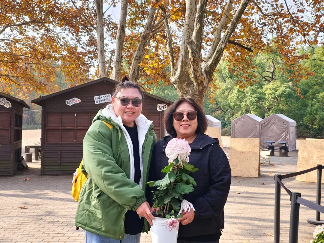 名菊归家 冬季养护 菊花扦插繁殖_菊花病虫害图片