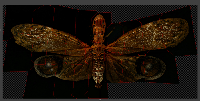 pg下载官方认证 1张照片背后的百次尝试，18岁少年的昆虫摄影世界