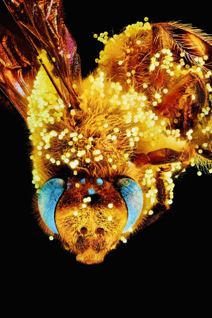 超微昆虫摄影集 薛翰阳 超微摄影作品_家中常见的飞虫图片