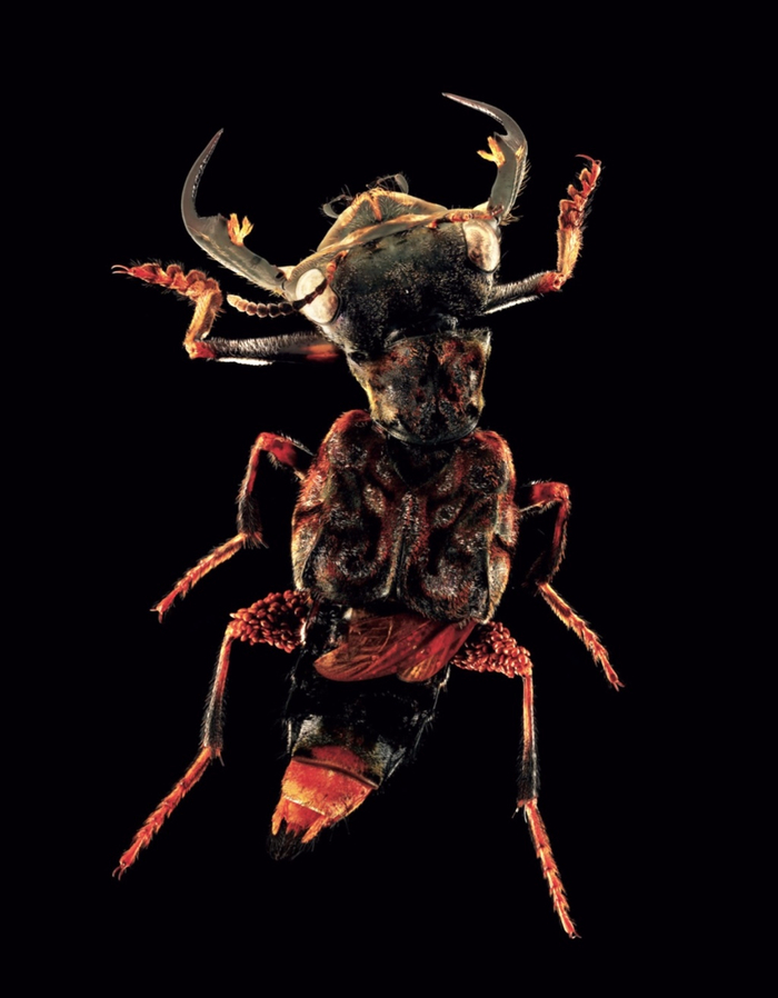 家中常见的飞虫图片_超微昆虫摄影集 薛翰阳 超微摄影作品