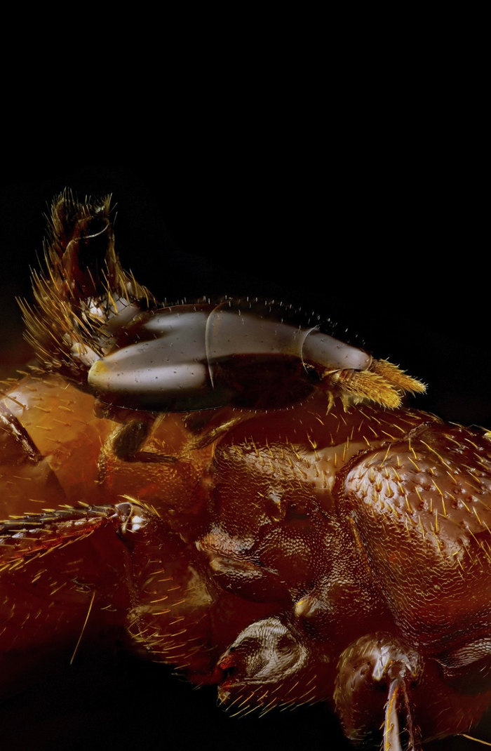 超微昆虫摄影集 薛翰阳 超微摄影作品_家中常见的飞虫图片