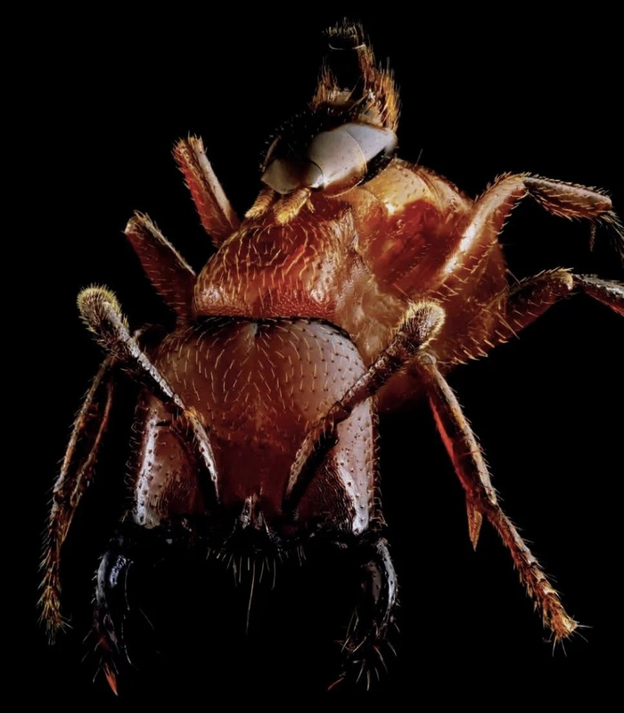 家中常见的飞虫图片_超微昆虫摄影集 薛翰阳 超微摄影作品