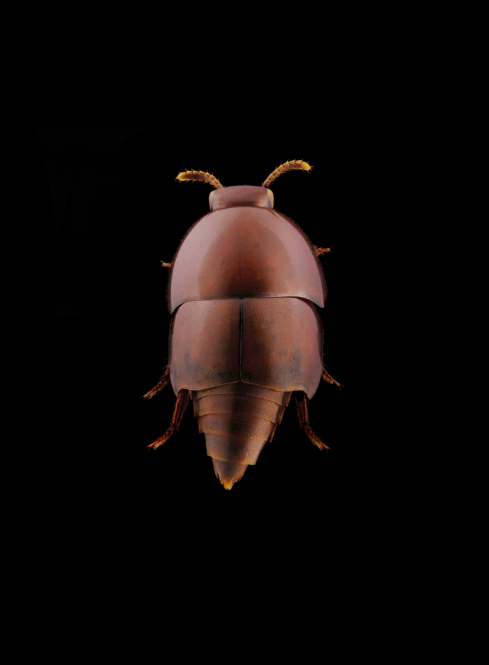 家中常见的飞虫图片_超微昆虫摄影集 薛翰阳 超微摄影作品