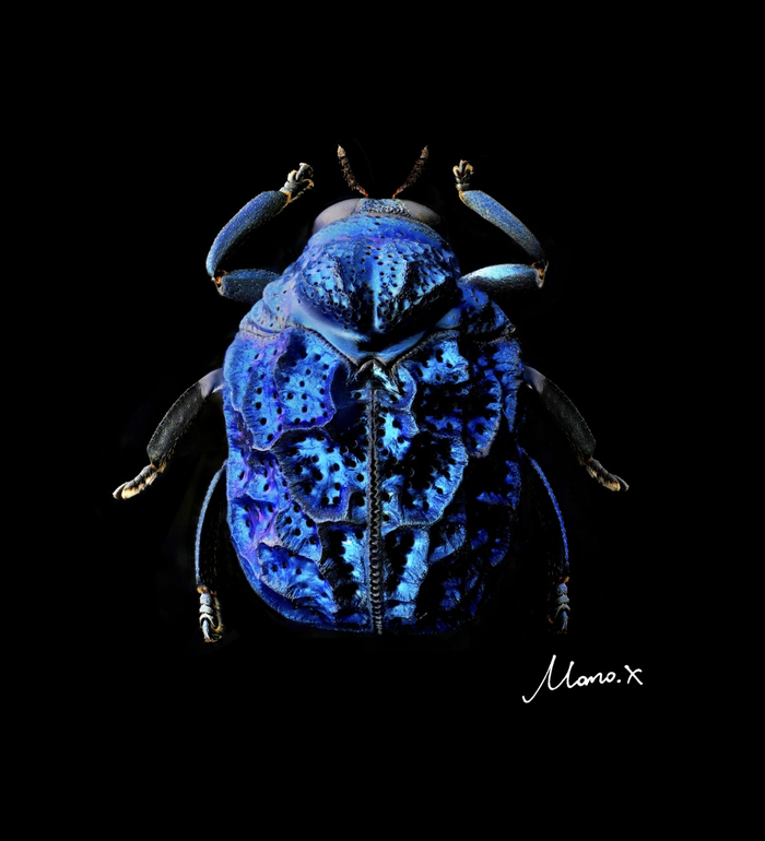 超微昆虫摄影集 薛翰阳 超微摄影作品_家中常见的飞虫图片