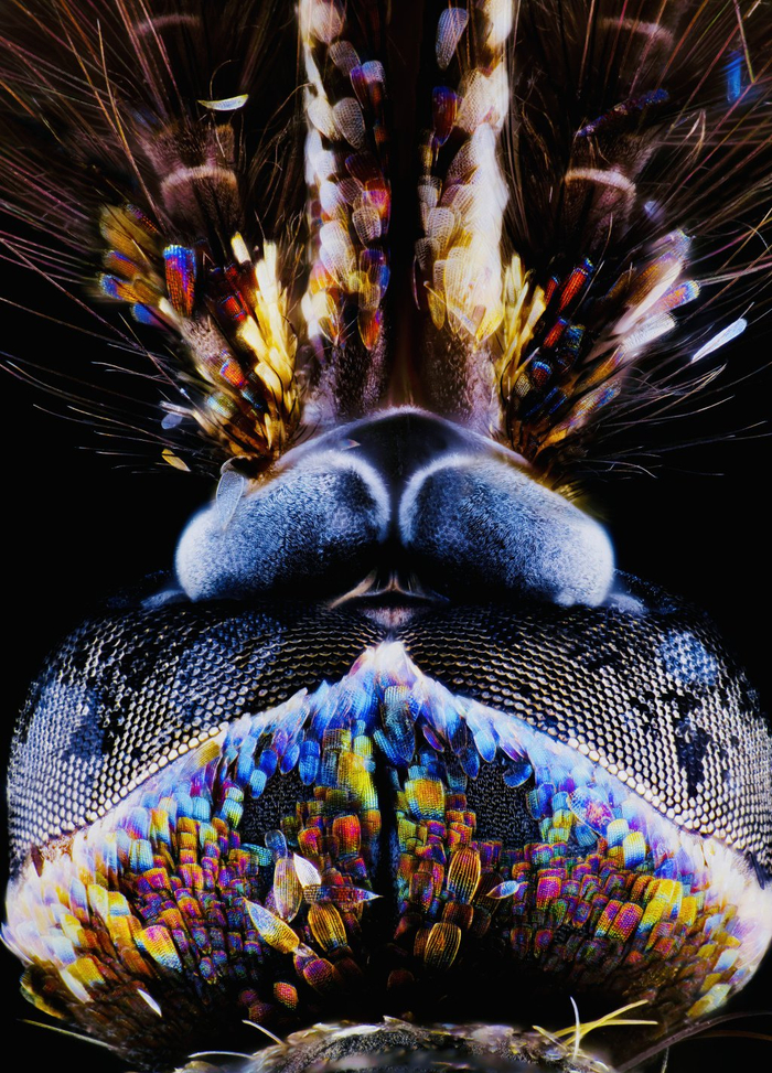 家中常见的飞虫图片_超微昆虫摄影集 薛翰阳 超微摄影作品