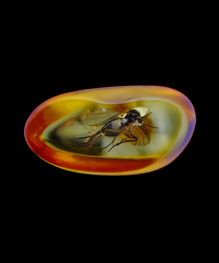 家中常见的飞虫图片_超微昆虫摄影集 薛翰阳 超微摄影作品