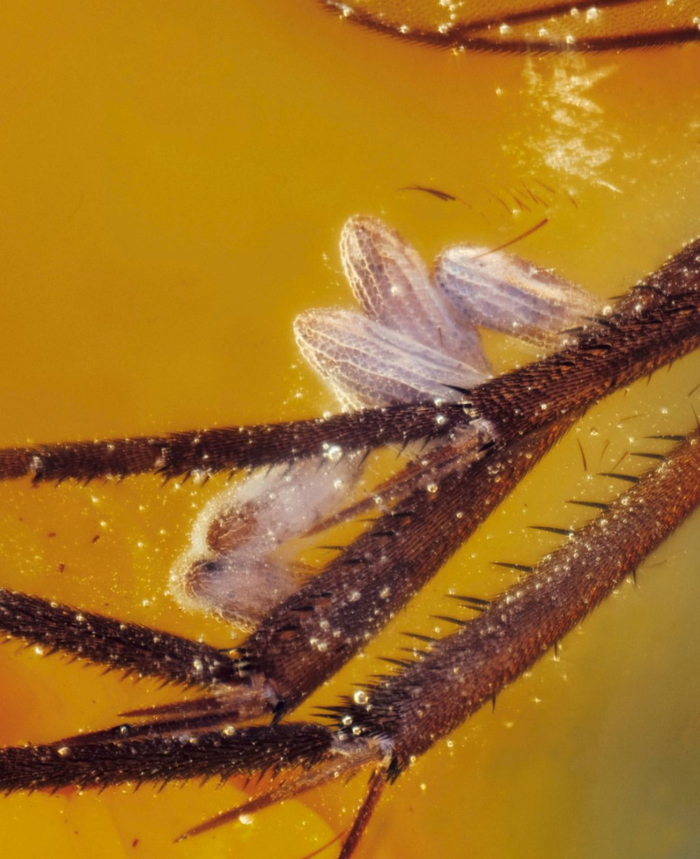 家中常见的飞虫图片_超微昆虫摄影集 薛翰阳 超微摄影作品