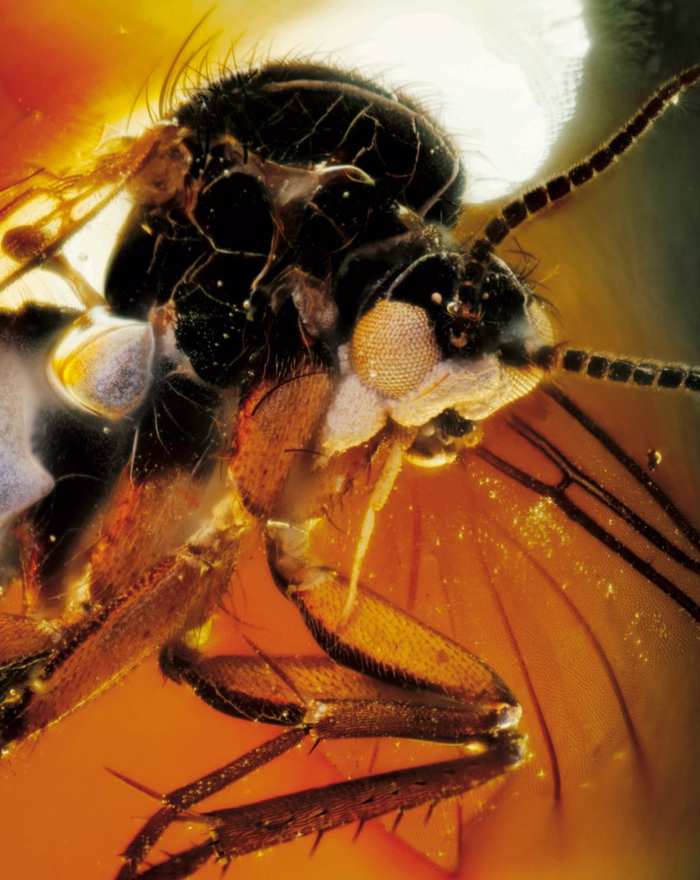 超微昆虫摄影集 薛翰阳 超微摄影作品_家中常见的飞虫图片