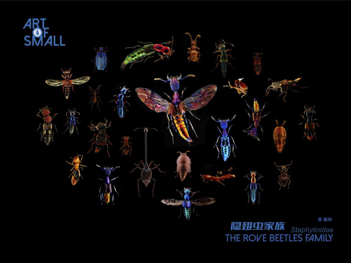 家中常见的飞虫图片_超微昆虫摄影集 薛翰阳 超微摄影作品